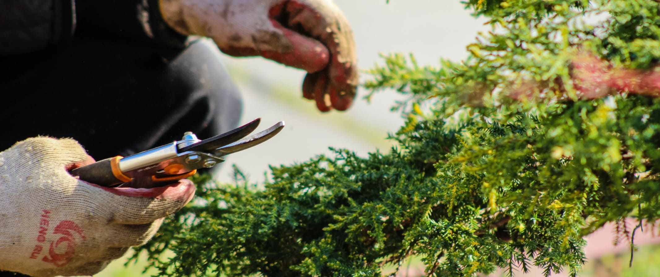 Pruning Flower