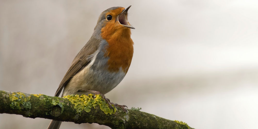 Robin bird sat on branch