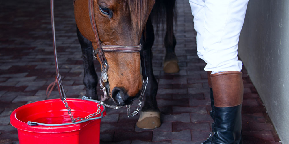 Horse eating out of bucket