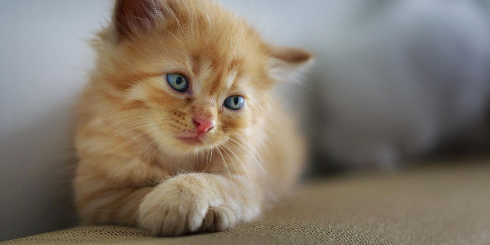 Ginger kitten