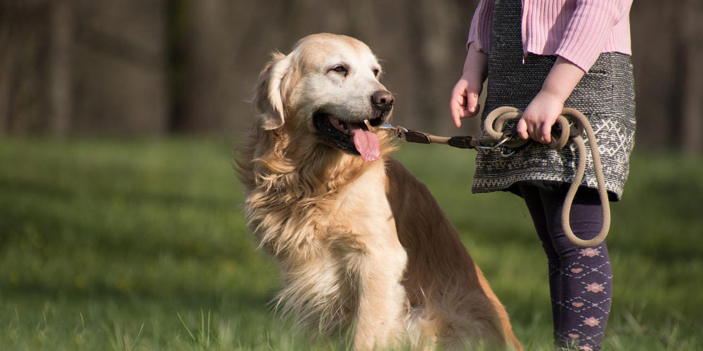 Golden Retriever on lead