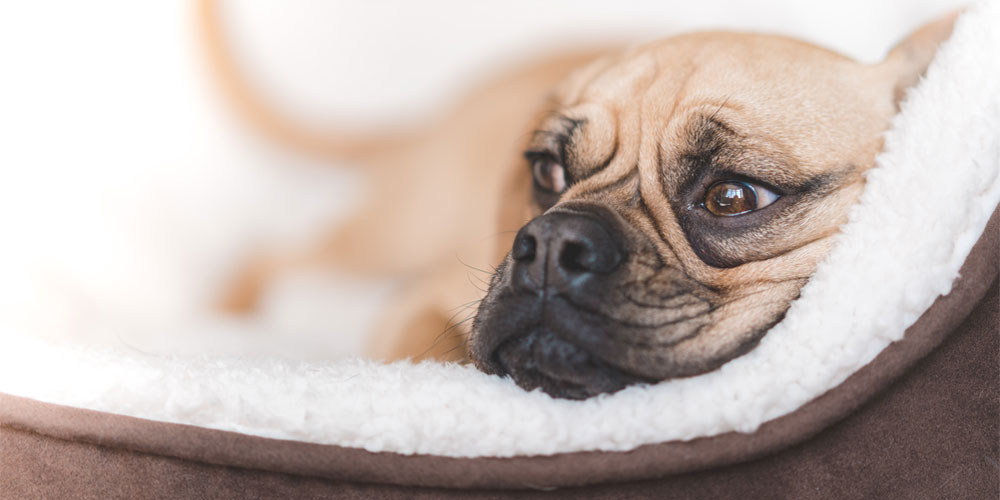 Dog Beds, Cages, Mattresses & Blankets Torne Valley