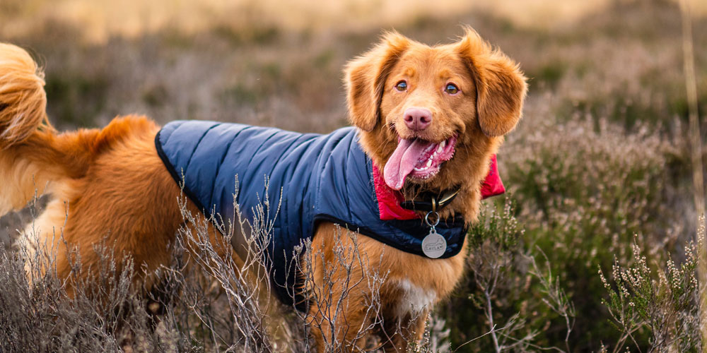 Dog in coat