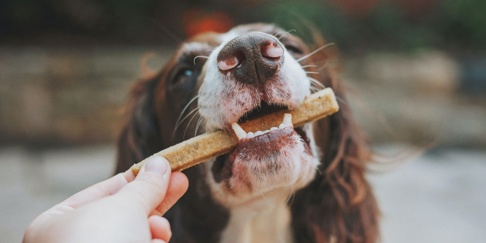 Dog with treat