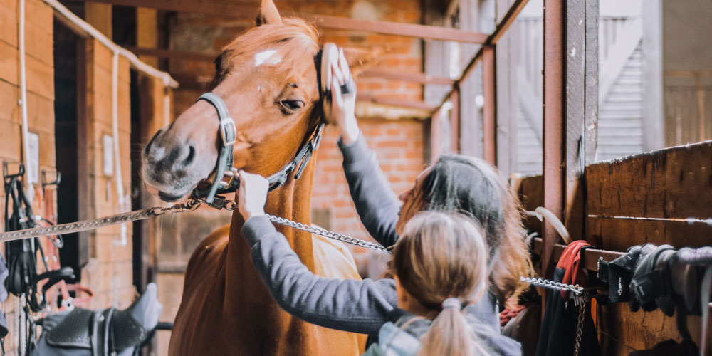 Horse Grooming