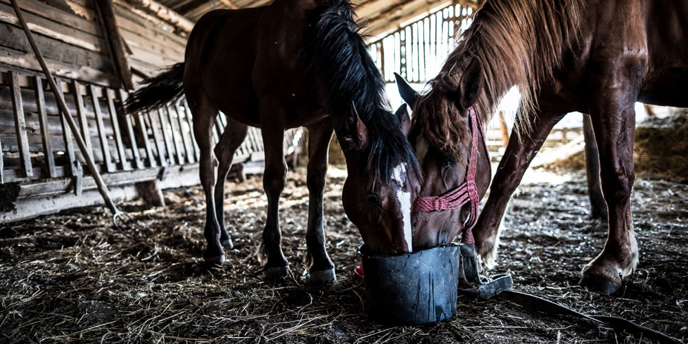 Horse Feed