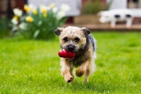 Kong Classic Dog Toy | Torne Valley