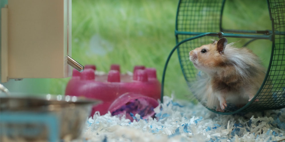 Hamster on wheel