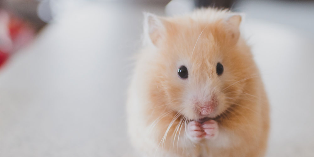 Hamster