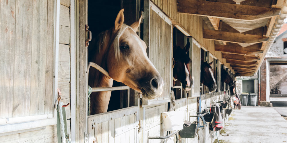 Horse Stable