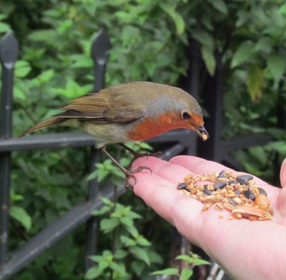 Bird Feed Bird Feeder Tom Chambers bird care Tom Chambers bird food