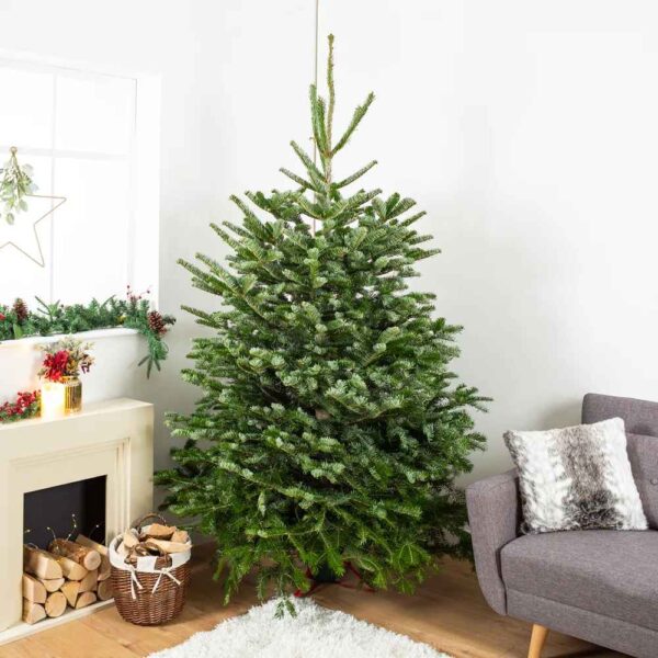 Christmas Tree Near Me Doncaster Epworth Bakewell